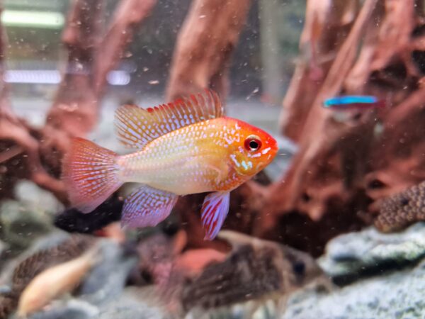Ramirezzi Gold Weissflog - Imagen 2