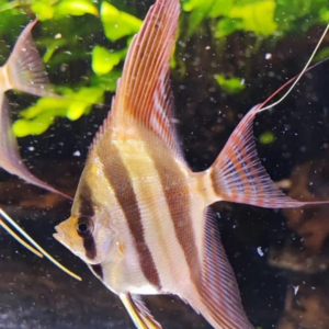 Altum Orinocco