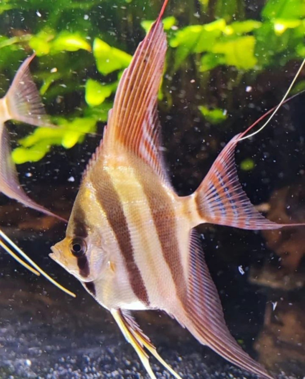 Altum Orinocco