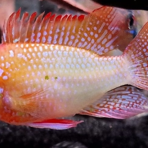 Ramirezzi Gold Weissflog