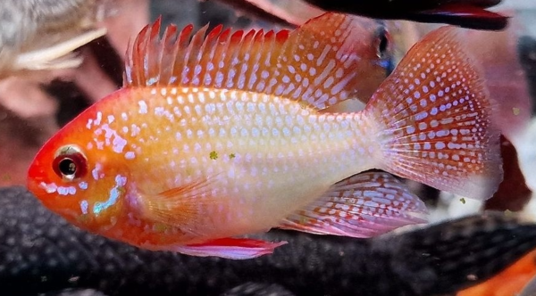 Ramirezzi Gold Weissflog