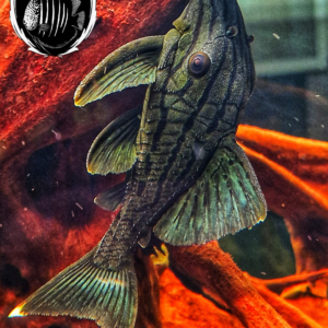 Panaque Nigrolineatus