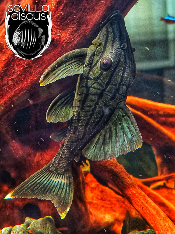 Panaque Nigrolineatus