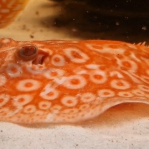 Jabutti Albina