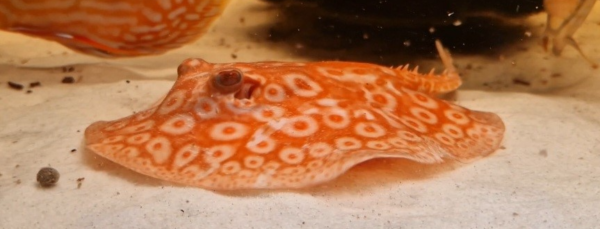 Jabutti Albina