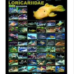 PLECO POSTER 760X520 MM